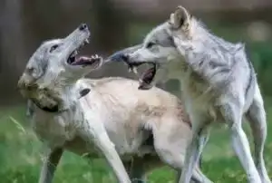 Loups-centre-etudes-scientifiques