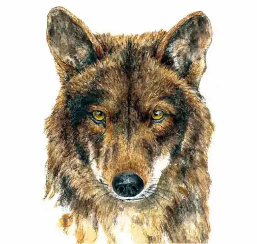 Tete-loup