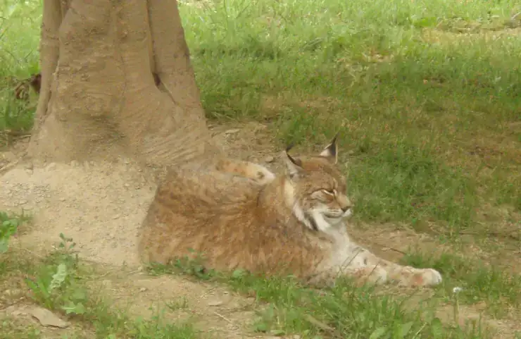 Lynx