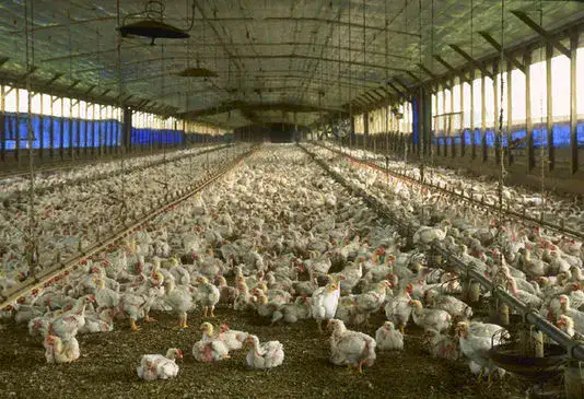 Poulets de batterie