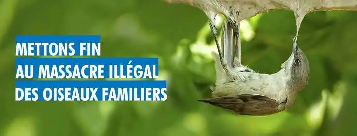 Petition-sauvegarde-Oiseaux-Familiers