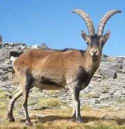 Bouquetn des Pyrénées