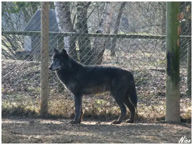 Parc-Auxois-Loup-du-Canada