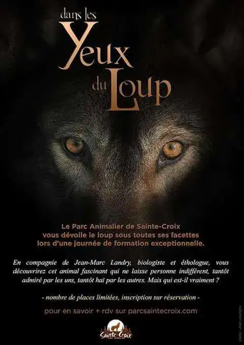 Dans les yeux du loup