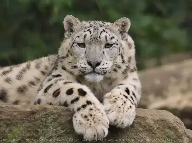 Loups écologistes