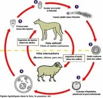 Cycle-Echinococcus-Granulosus