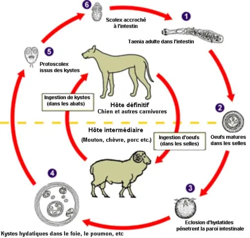 Cycle-Echinococcus-Granulosus