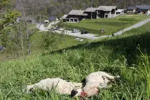Carcasse d'agneau