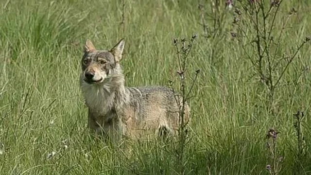 Loup-Lozere-Aubrac-Photo-François-Guittard