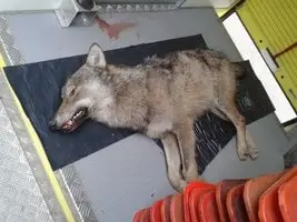 Loup tué