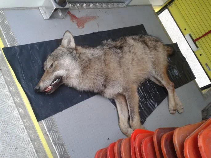Loup tué