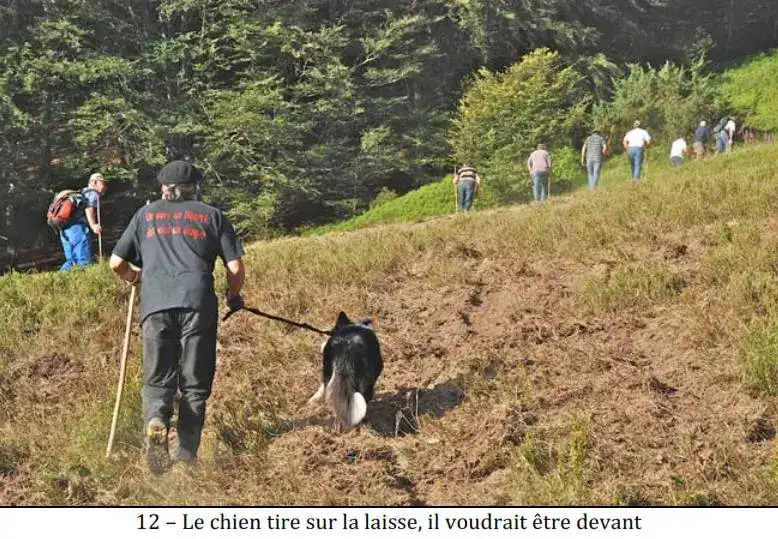 Ours Effarouchement Saint-Lary