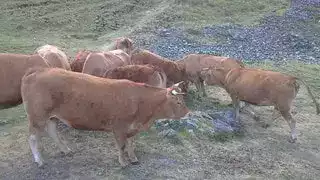 Vaches Limousines