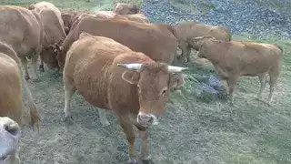 Vaches Limousines