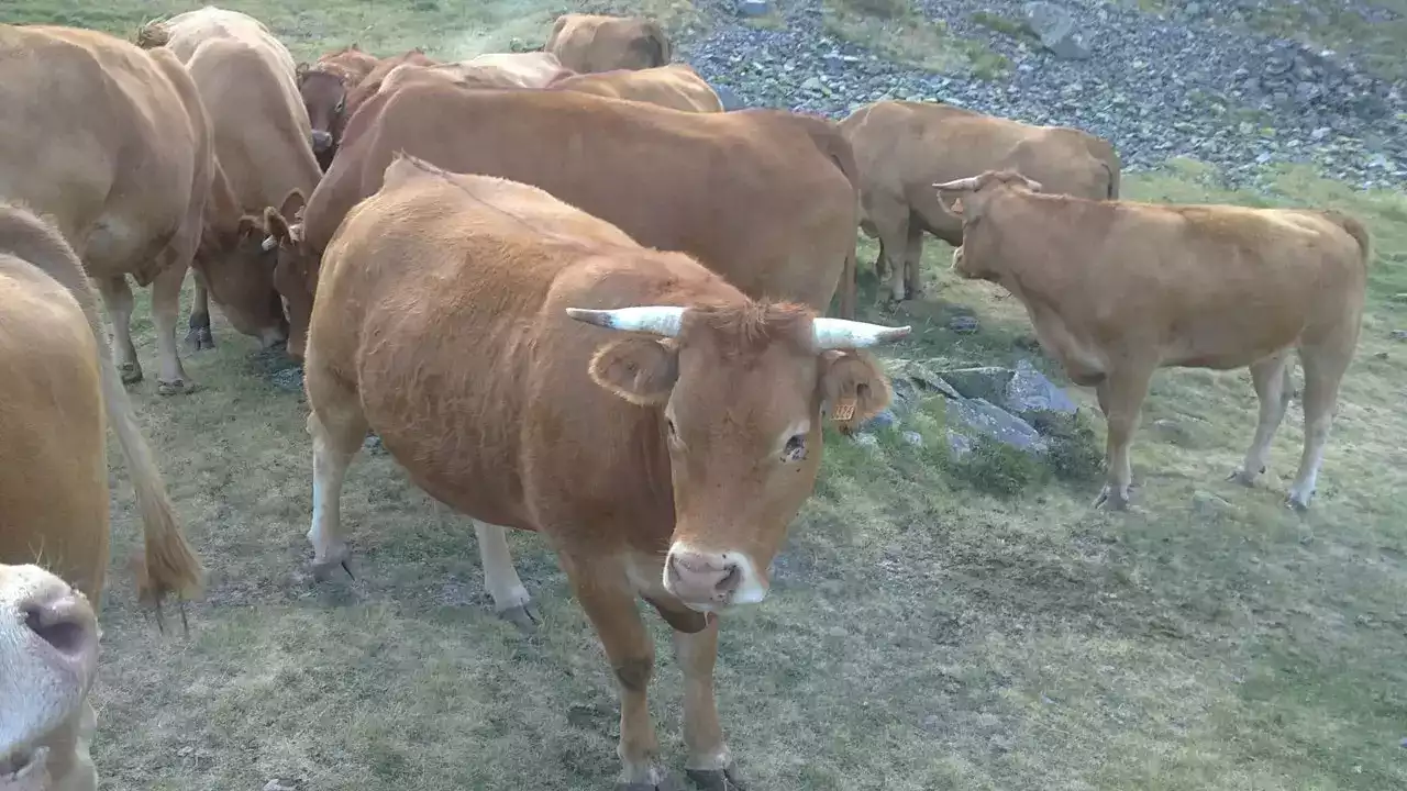 Vaches Limousines
