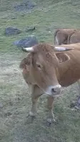 Vaches Limousines