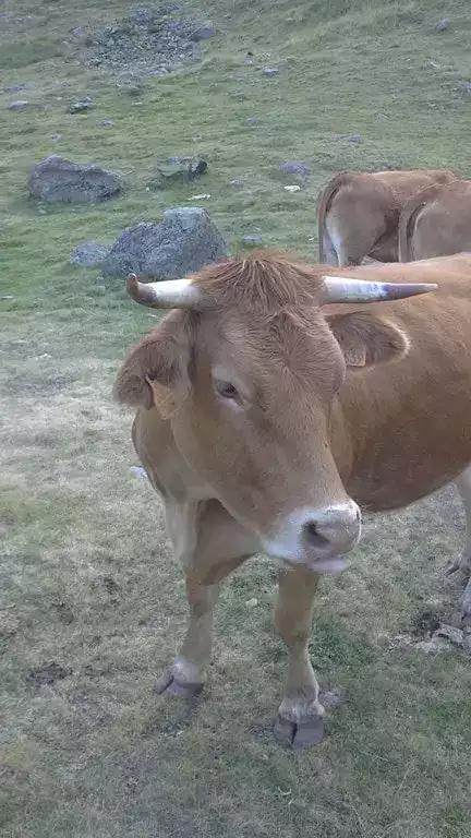 Vaches Limousines