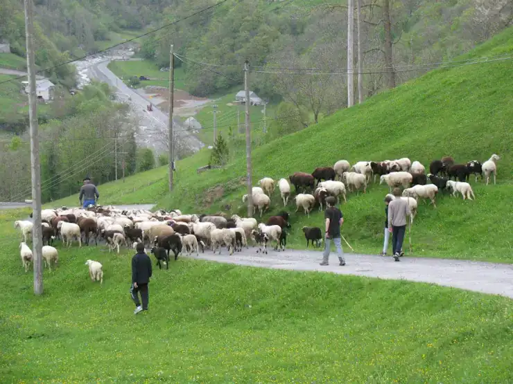 Transhumance Crampe