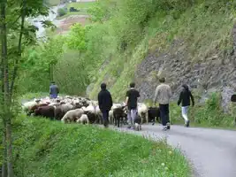 Transhumance Crampe