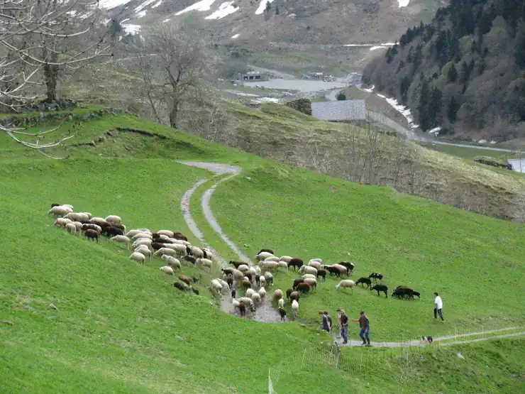 Transhumance Crampe