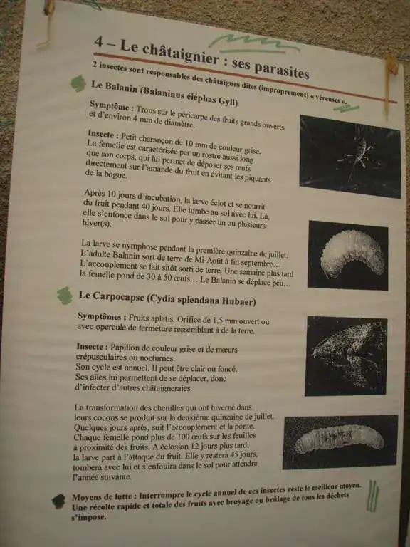 2008-Fete-Chataignes-Baronnies