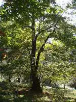 2008-Fete-Chataignes-Baronnies