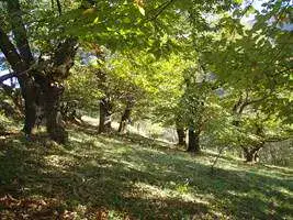 2008-Fete-Chataignes-Baronnies