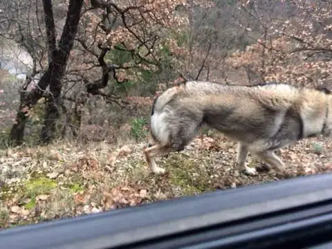 Loup ou hybride?