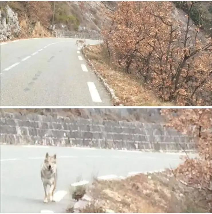 Loup ou hybride?