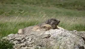 Marmotte photo Pierre Dollo