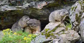 Marmotte photo Robert Laffitte
