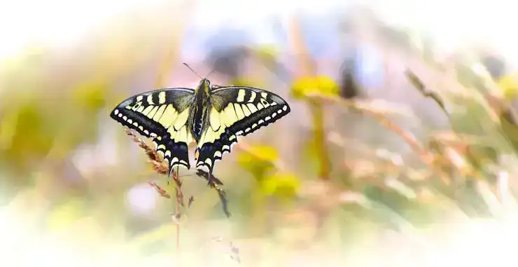 Machaon