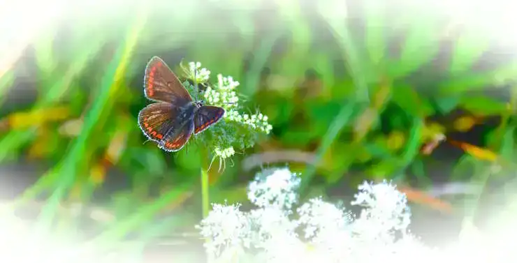 Papillon Argus