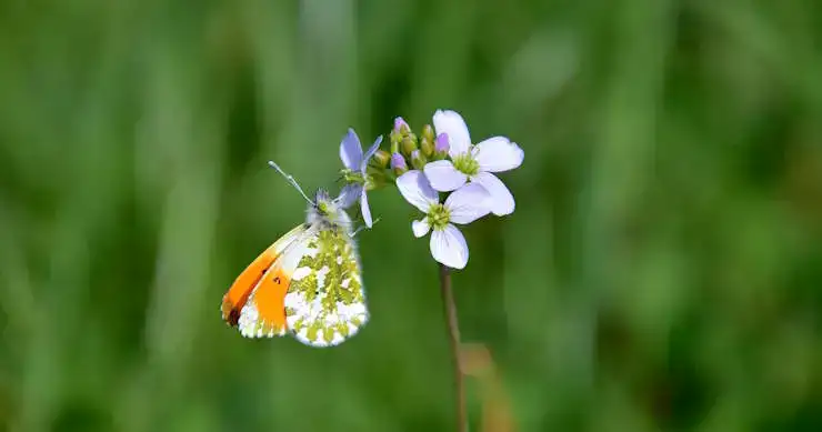 Papillon Aurore