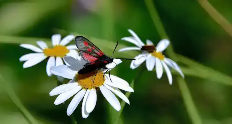 Papillon Zygene