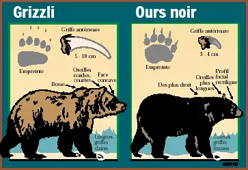 Grizzly