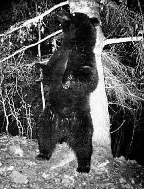Ours Nere