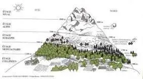 Les étages de la Flore dans les Pyrenees