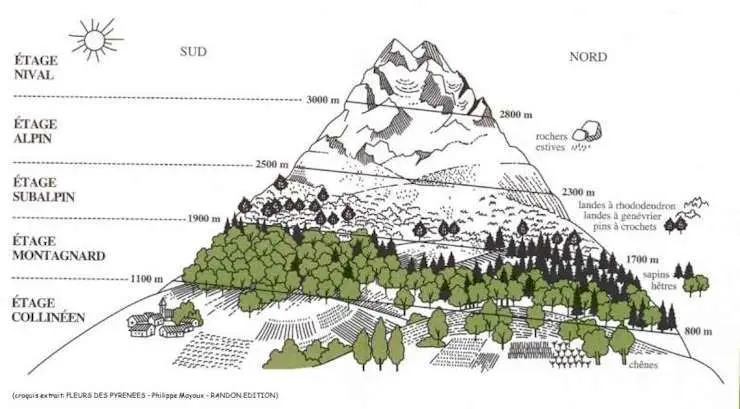Les étages de la Flore dans les Pyrenees