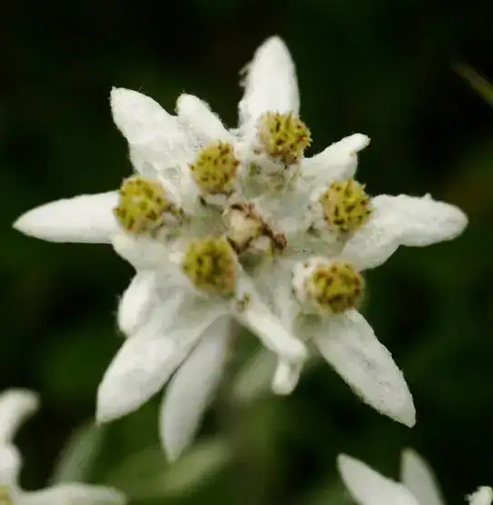Immortelle